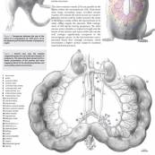Der Uterus der schwangeren Ratte. Mock-Layout aus mehreren Illustrationen.
Technik: Bleistift, Vektorgrafik.