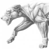 Panthera leo - Muskulatur. Bleistift, digital nachbearbeitet. 